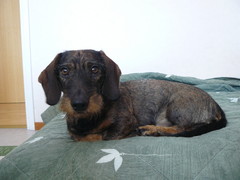 Pyry 1.3.2009