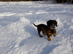 pyry 26.2.2009