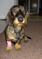 Pyry 5.3.2009 
