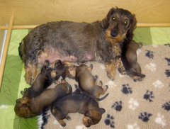 aamutoimissa 12.4.2009