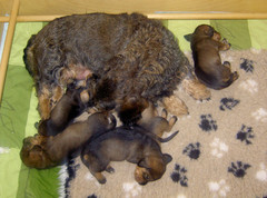 mamma putsaa 12.4.2009 2