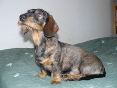 Pyry 28.2.2009