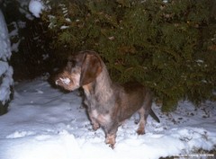 aksu joulukuu 2008