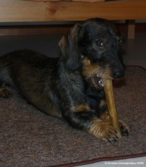 pyry ja tekoluu 7.11.2009