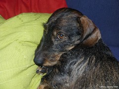 pyry 21.2.2010