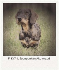 Pyryn postimerkkikuva