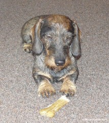 pyry 20.12.2010