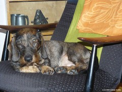 Pyry