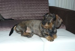 Pyry