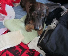pyry 16.2.2011