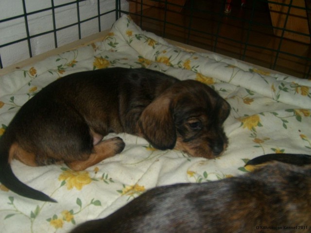 lilin pennut 6.4.2011 (4)