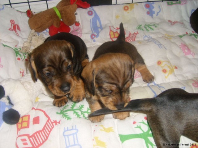 lilin pennut 6.4.2011 (6)