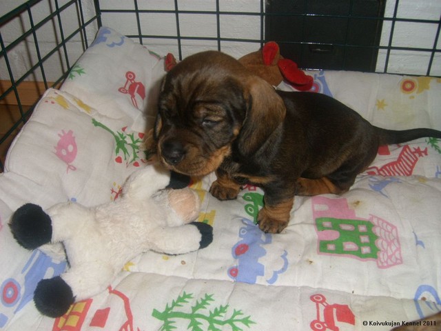 lilin pennut 6.4.2011 (7)