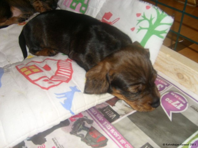 lilin pennut 6.4.2011 (9)