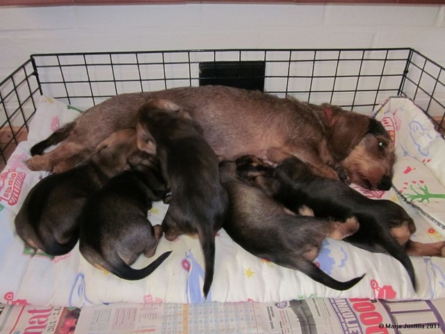 pennut 9.4.2011 (5)