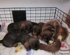 lpennut 9.4.2011 (18)