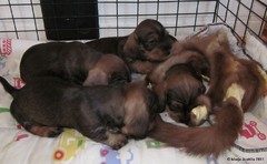 pennut 9.4.2011 (19)