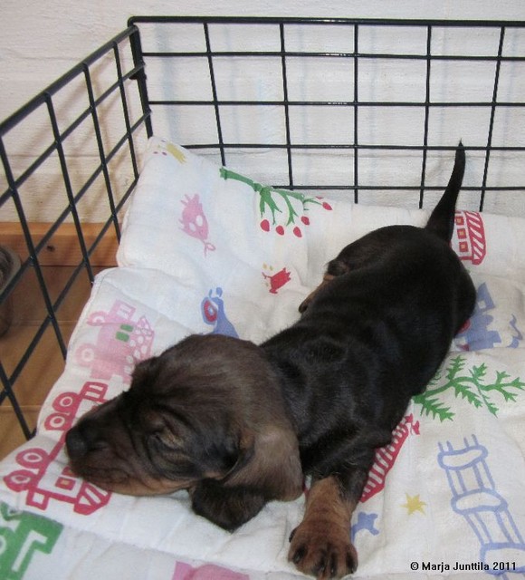 pentu 9.4.2011 (23)