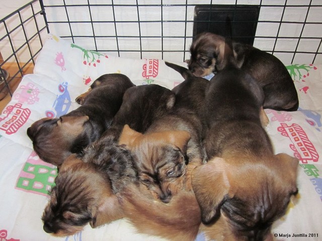 pennut 9.4.2011 (1)