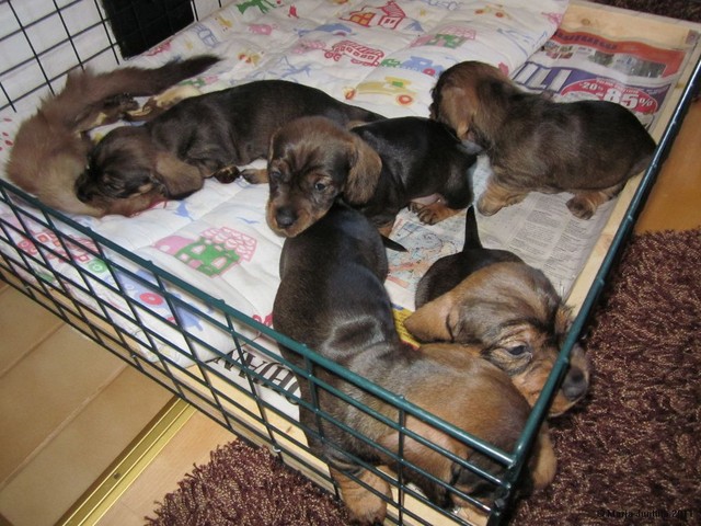 pennut 9.4.2011 (5)