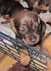 Tahtoo pois! 9.4.2011 (8)