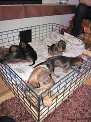 pennut 9.4.2011 (10)