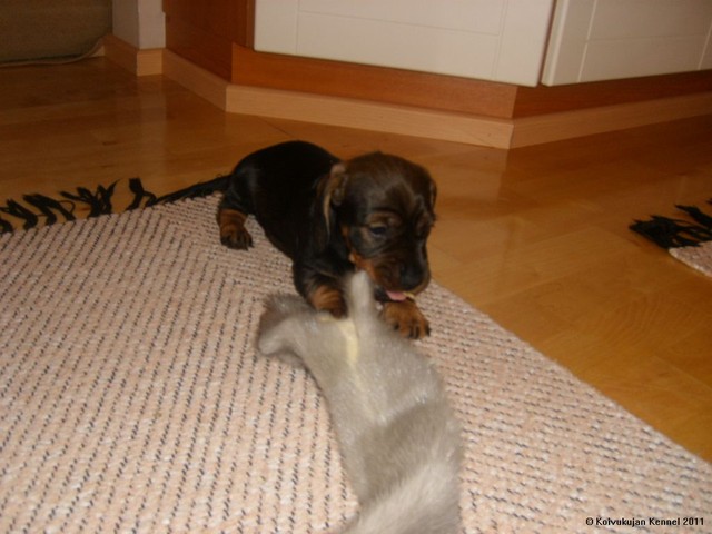 En anna muille!