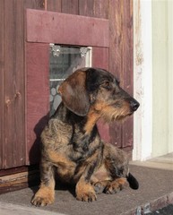 pyry 26.4.2011 (4)