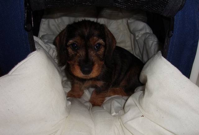 Koivukujan Pipsa omassa kodissa