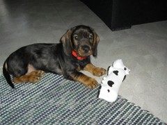 Bella
