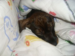 Roosa