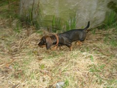 Roosa