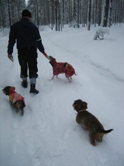 Karvakolmikko: Ani, Kira ja Sinna