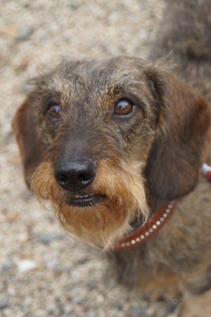 Ani - niin ihana tyttö!