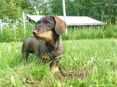 Pyry