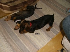 Bella ja Roosa