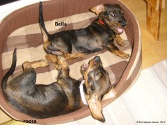 koivukujan bella, moona ja roosa seka lili (2)