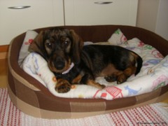 Roosa