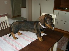 Roosa