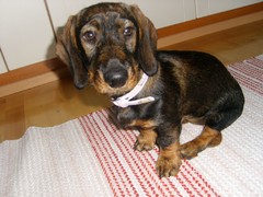 Roosa