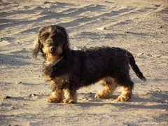 koivukujan kerttu 4.8.2011