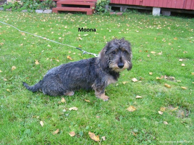 koivukujan moona 5.9.2011 (1)