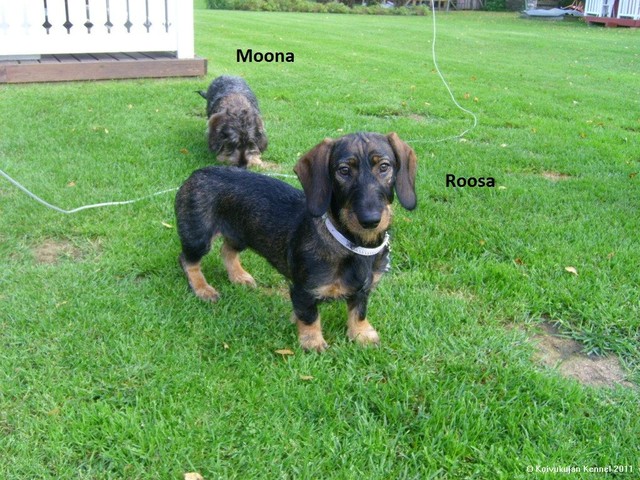  moona ja roosa  5.9.2011 