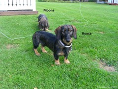  moona ja roosa  5.9.2011 