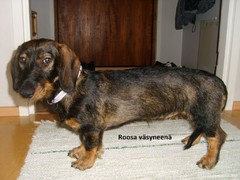Roosa