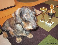 Er&auml;koira Pyry 2010 - jo toisen kerran!