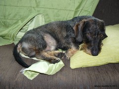 Pyry