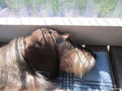 Miro nukkuu terassilla