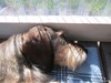 Miro nukkuu terassilla