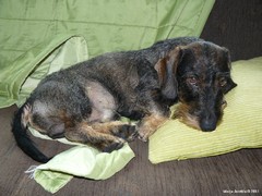 Pyry